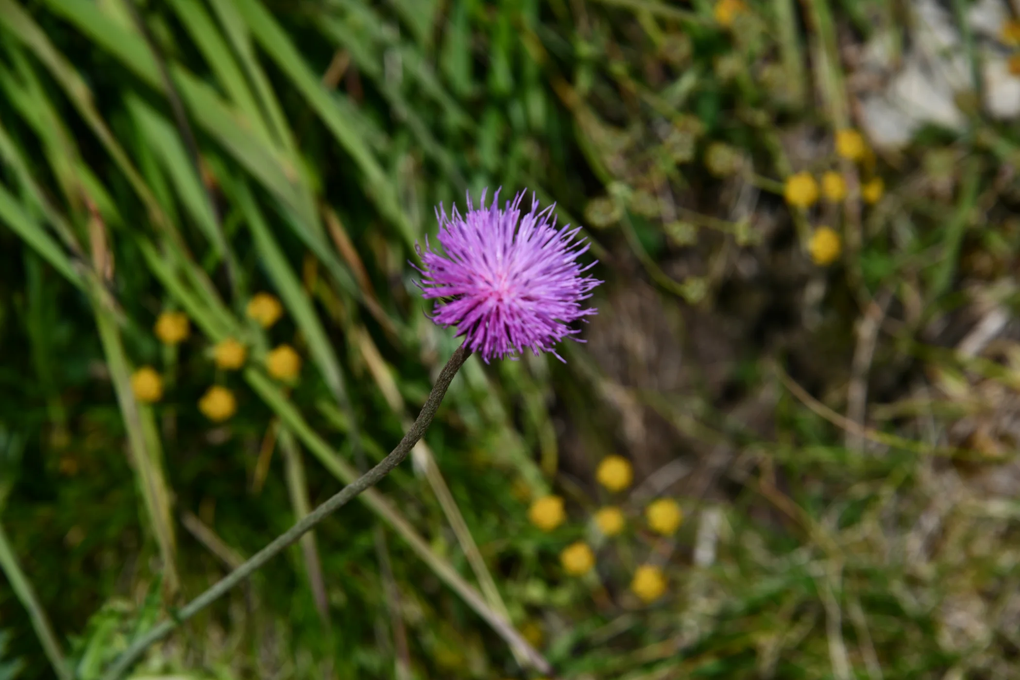 B0001600.JPG
