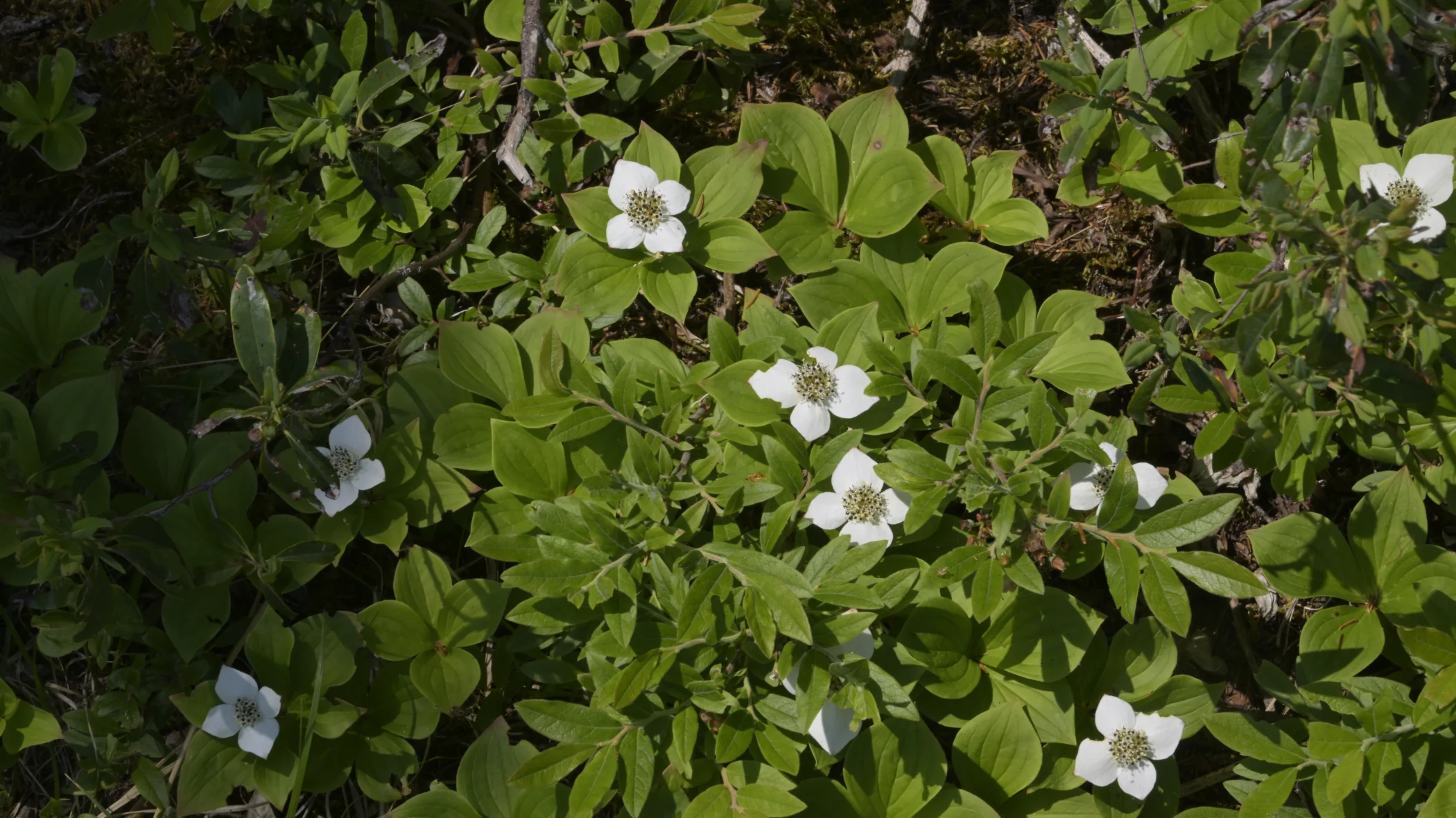 R0003470.JPG