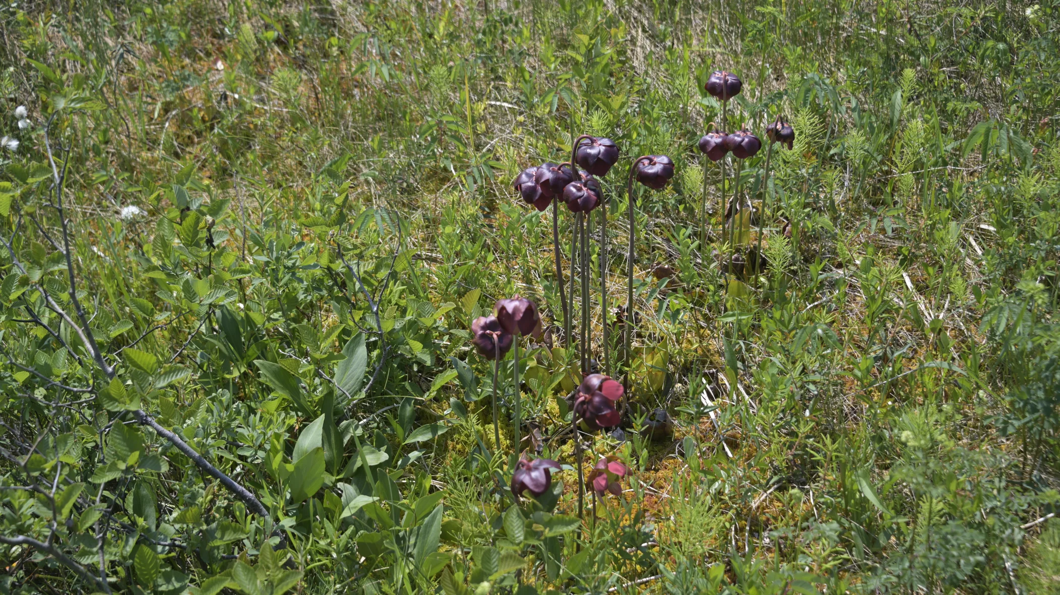 R0003485.JPG