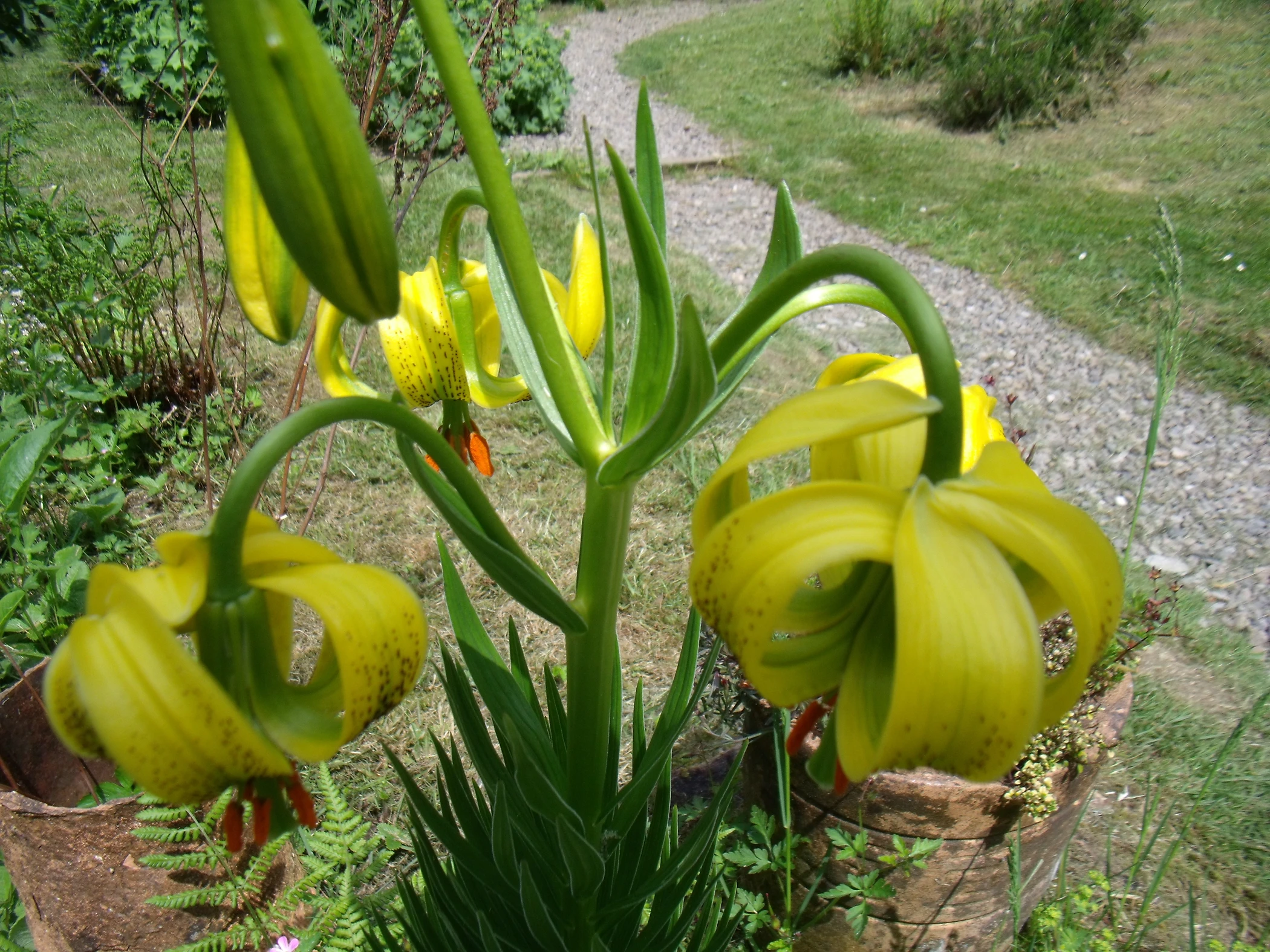 V0000098.JPG