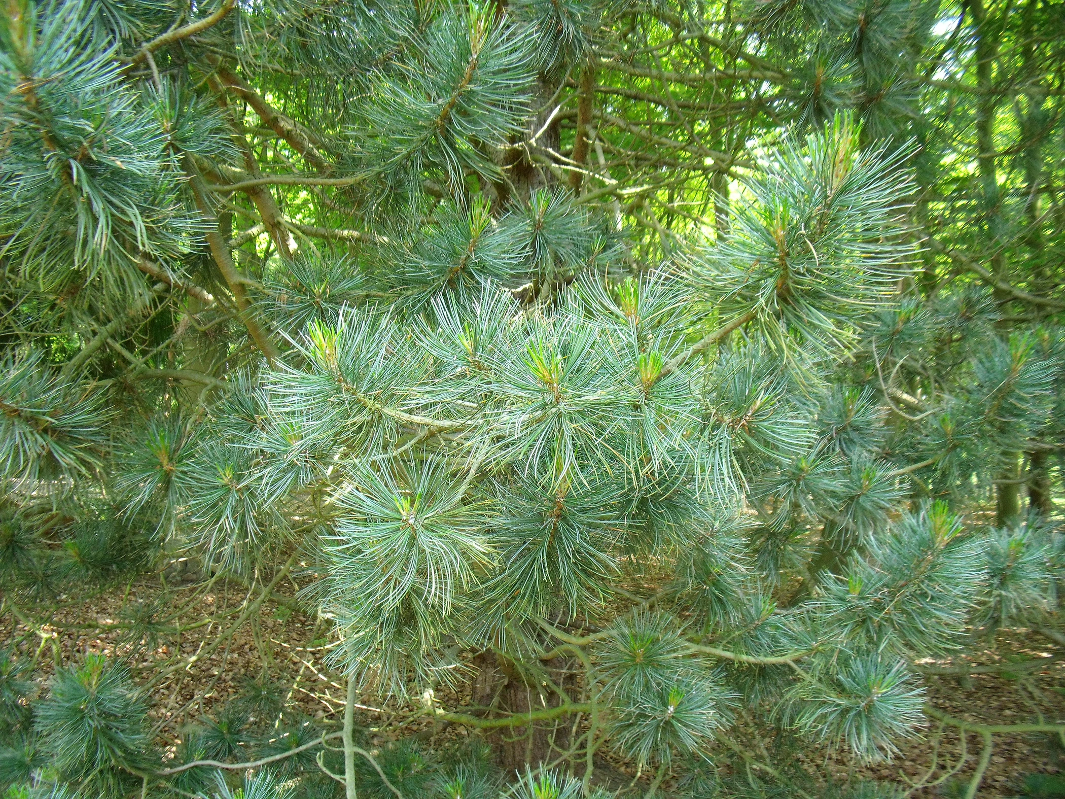 V0000261.JPG