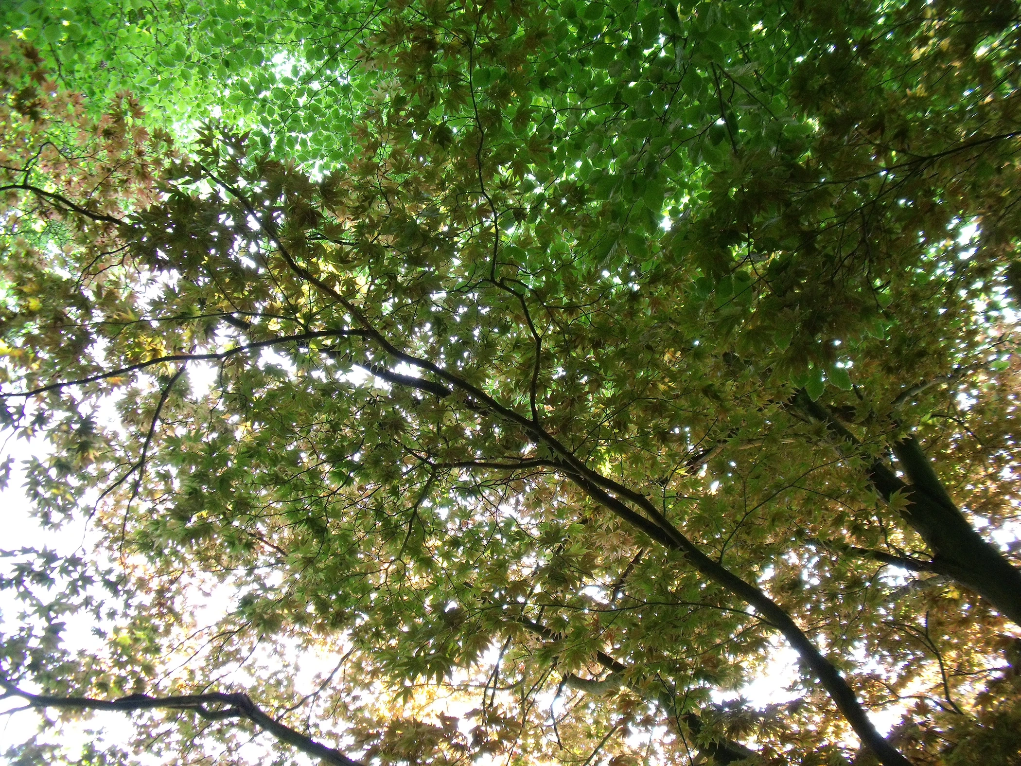 V0000267.JPG
