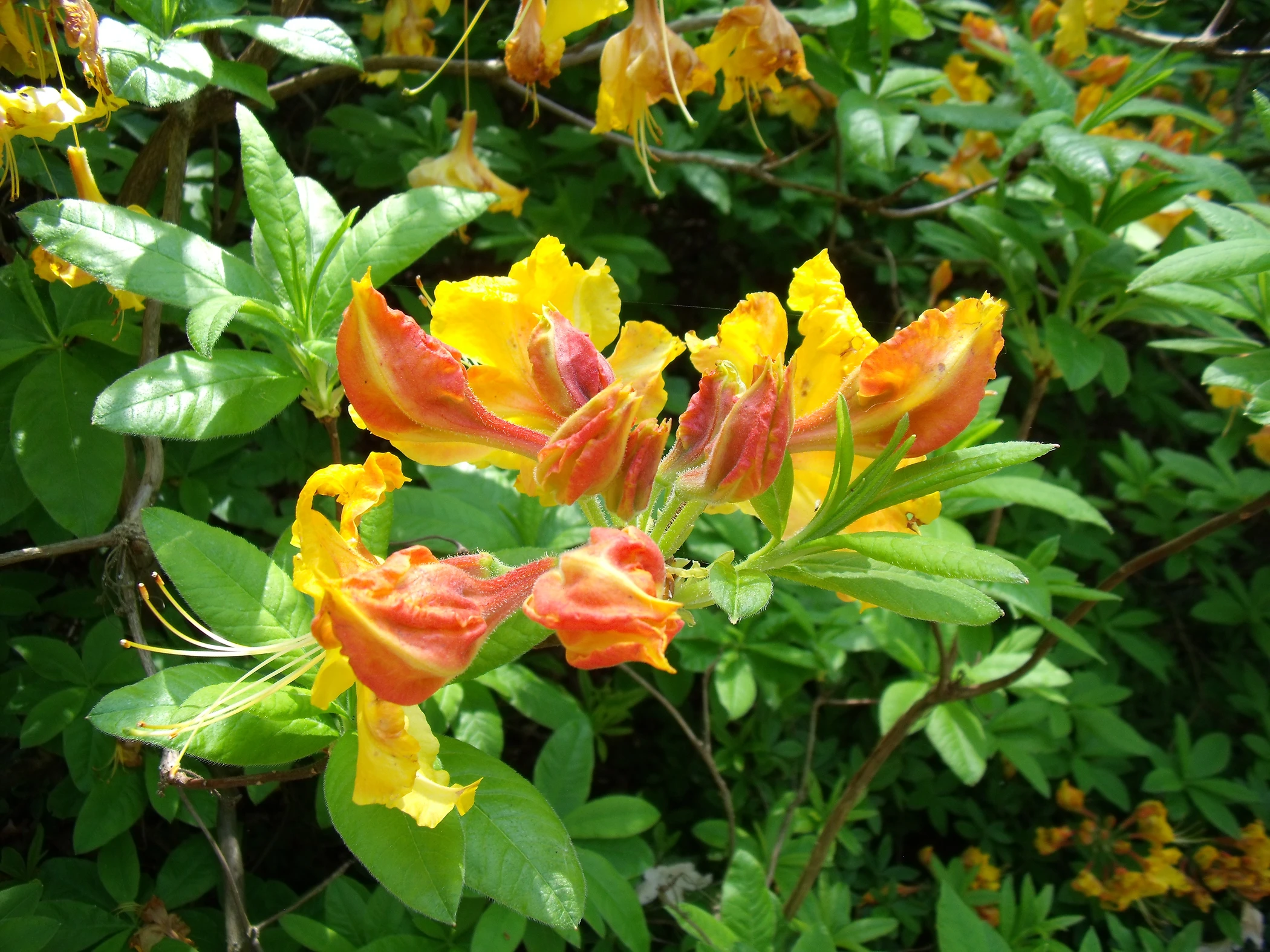 V0000284.JPG