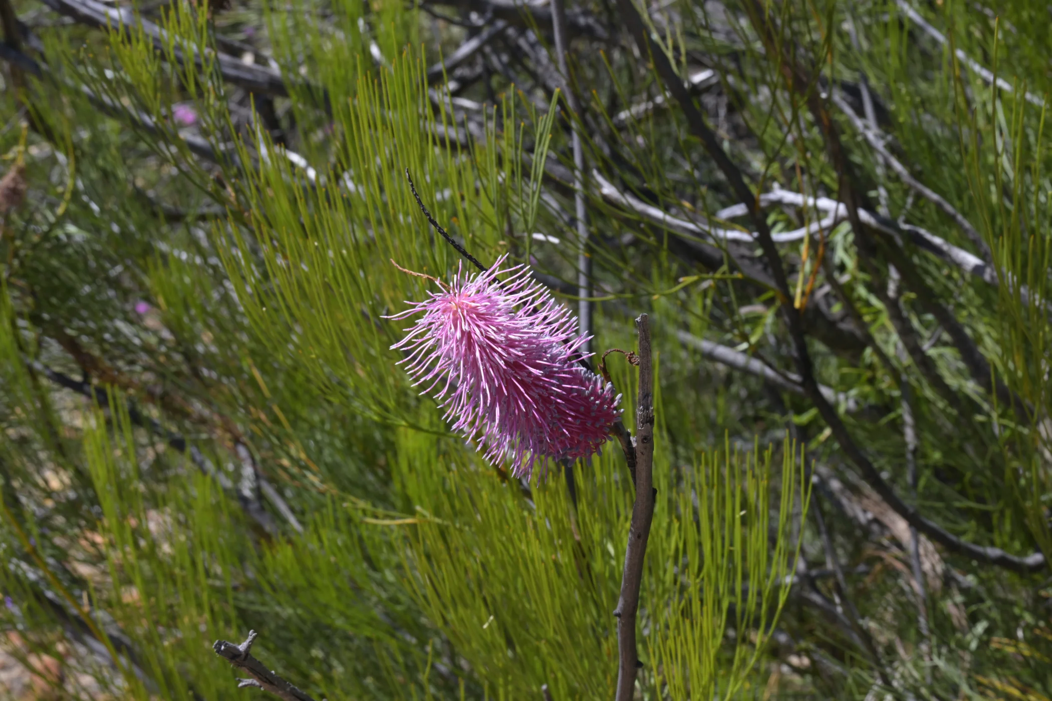 W0003107.JPG
