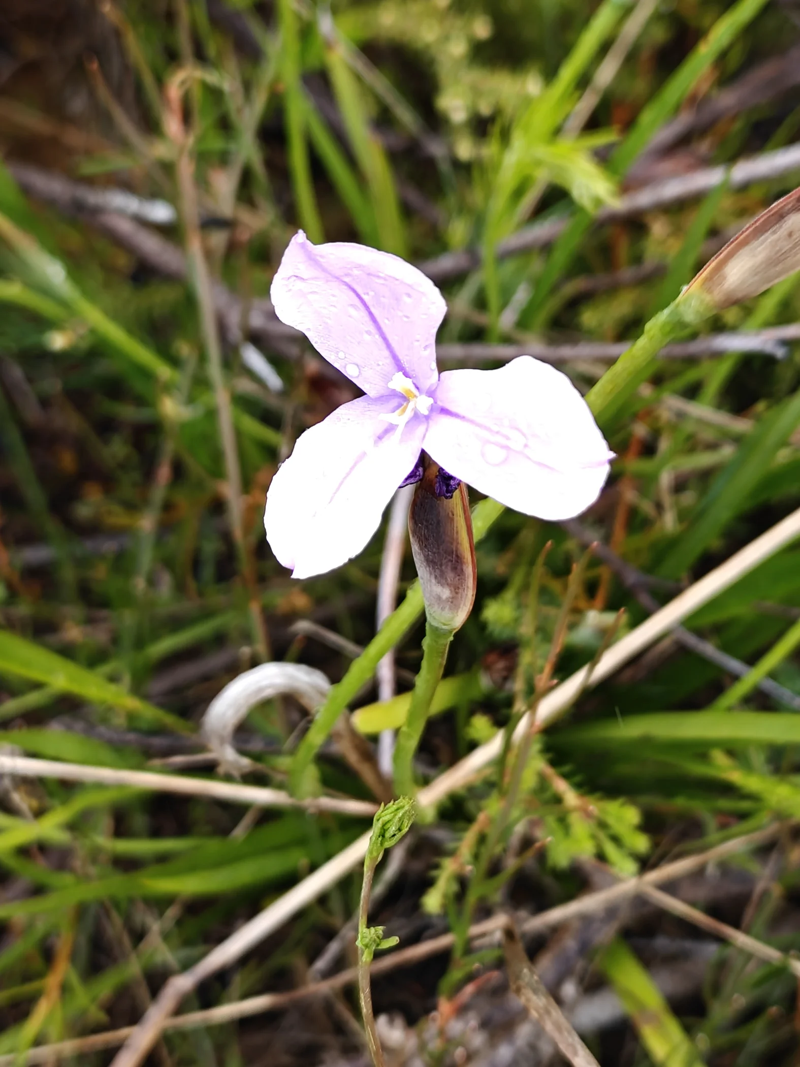 W0003264.JPG
